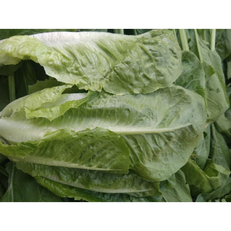 

romen sayuran fresh 1 kg