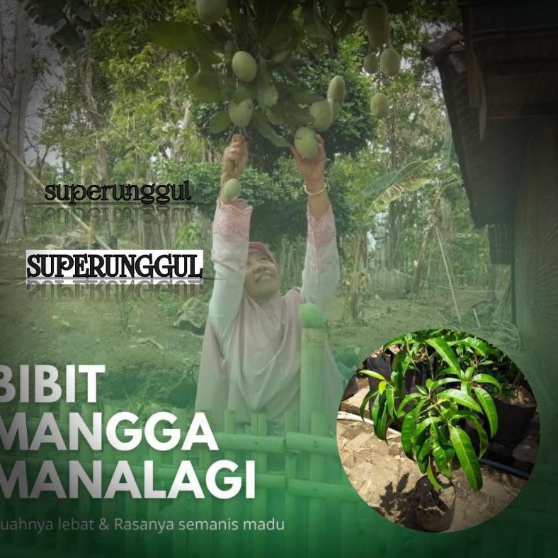 Bibit mangga manalagi terlaris