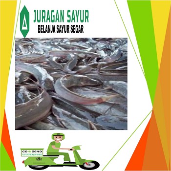 

Ikan Lele Fresh hidup 1 kg