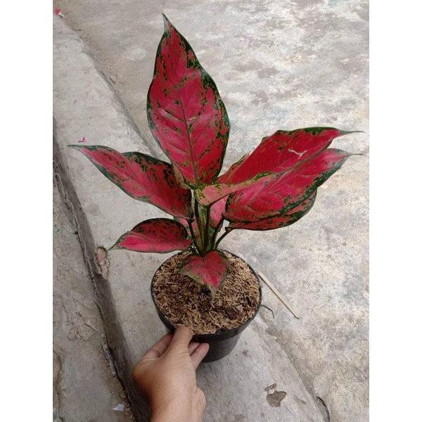 bunga aglonema red king super_bunga aglonema red king super