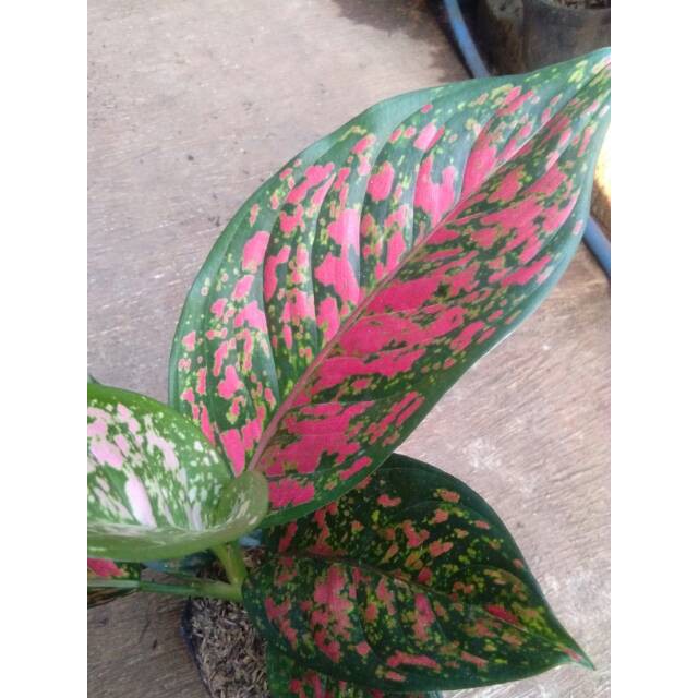 Tanaman hias aglonema red venus aglaonema aglo