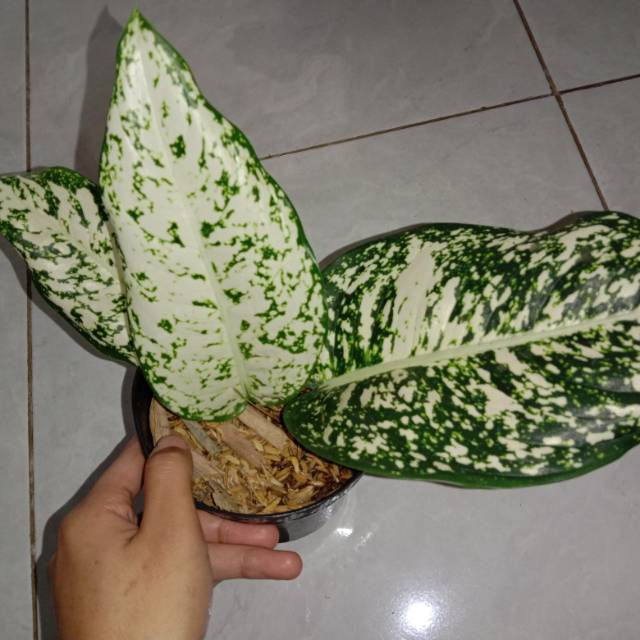 Aglonema big leaf