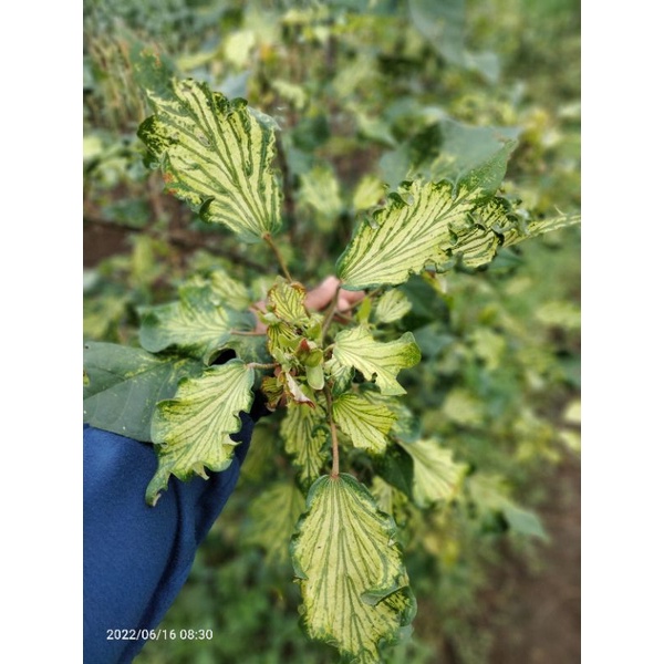bahan bonsai waru wayang