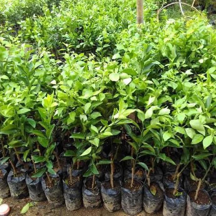 -_- Bibit Pohon Jeruk Santang Madu Super Sudah Berbuah / Tanaman Buah