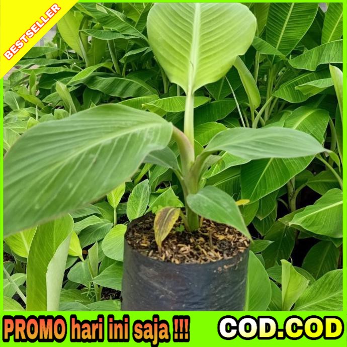 Pisang Raja Bulu Kuning Bibit Super