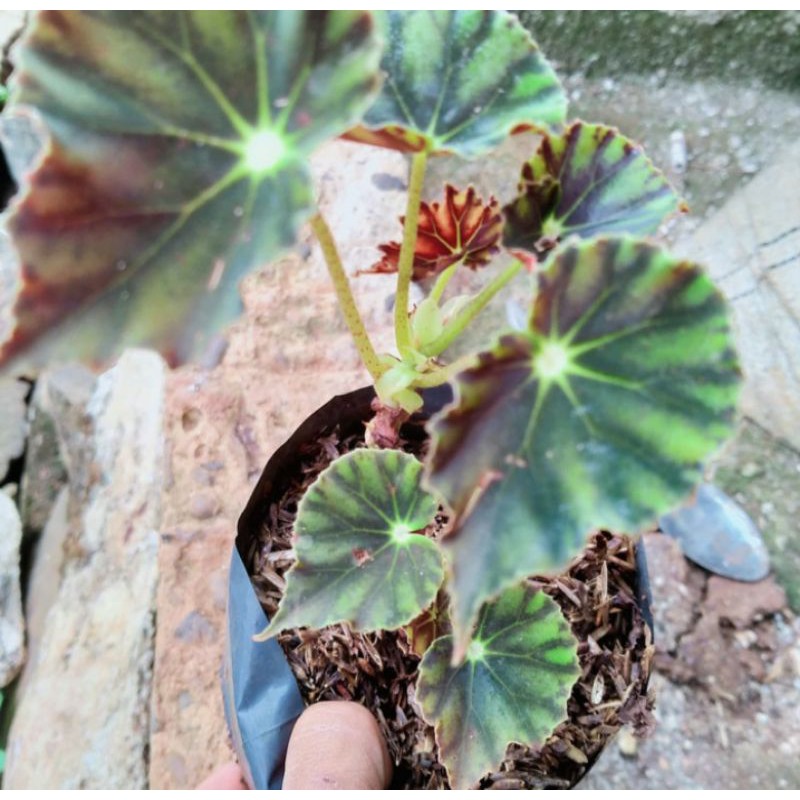 Jual tanaman hias begonia Cleopatra bintang | Shopee Indonesia