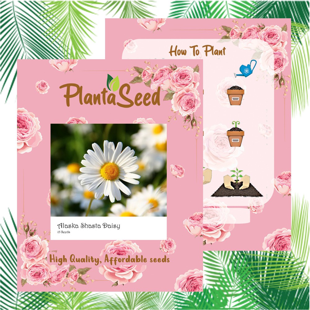 PlantaSeed - 15 Seeds - Alaska Shasta Daisy Biji Bunga - PAS0193