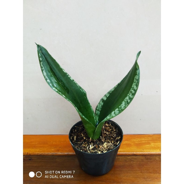 RB sansevieria Whitney