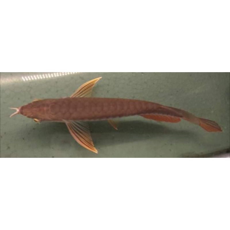 Arowarna Golden Red HB 20cm