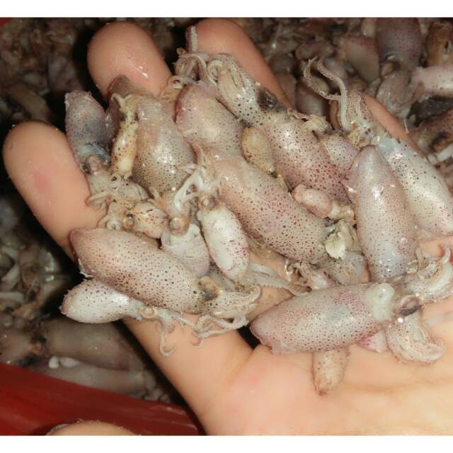 

baby cumi size 3_4cm/1000gr