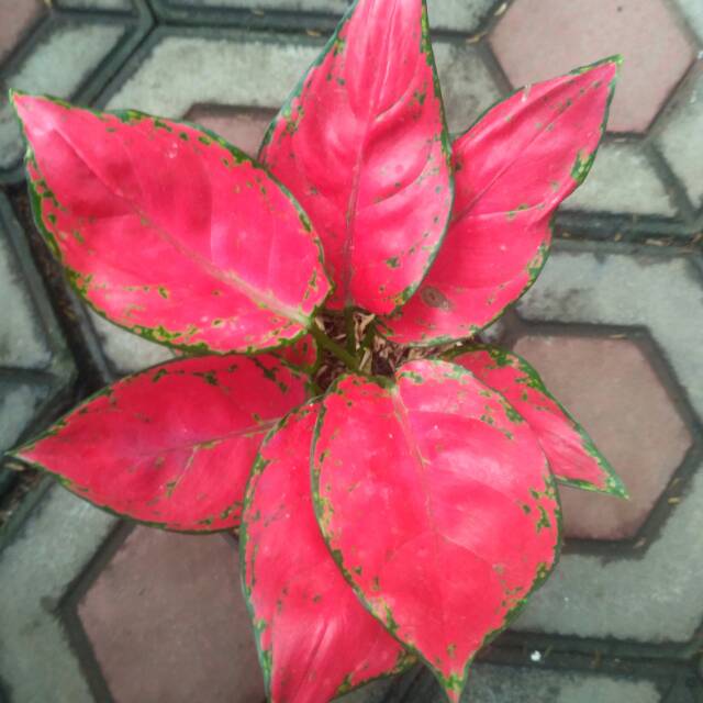 tanaman aglaonema red anjamani