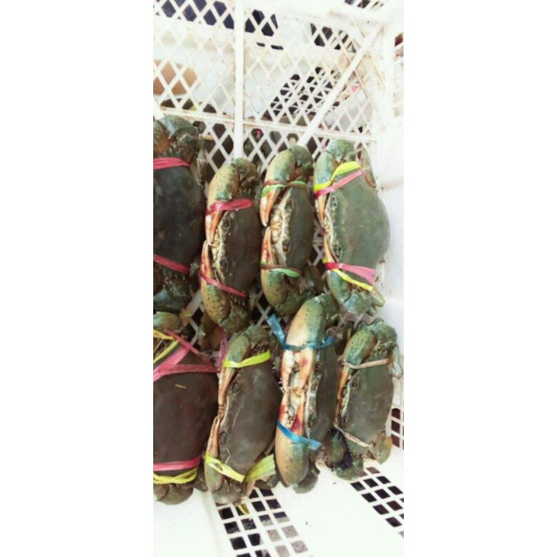 

KEPITING MATI SEGAR