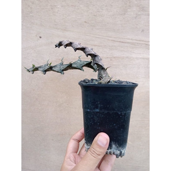 tanaman hias ceropegia boseri