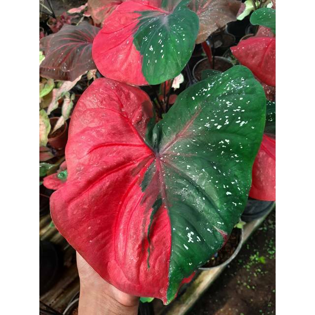 Bibit Caladium Baret Keladi Baret Keladi Murah Shopee Indonesia