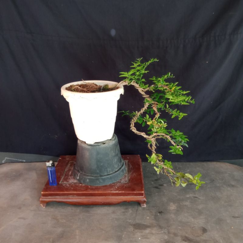 Bonsai buah  jeruk kingkit.