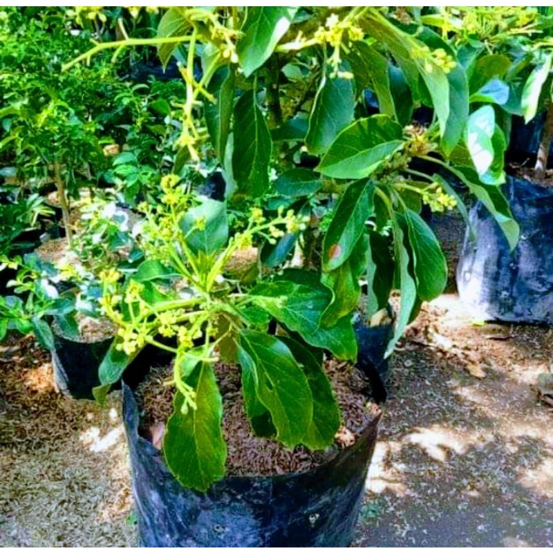 BIBIT TANAMAN ALPUKAT ALIGATOR  BERBUNGA ASLI