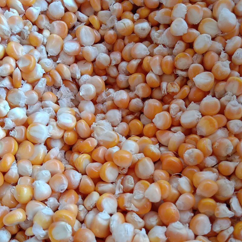 

Jagung