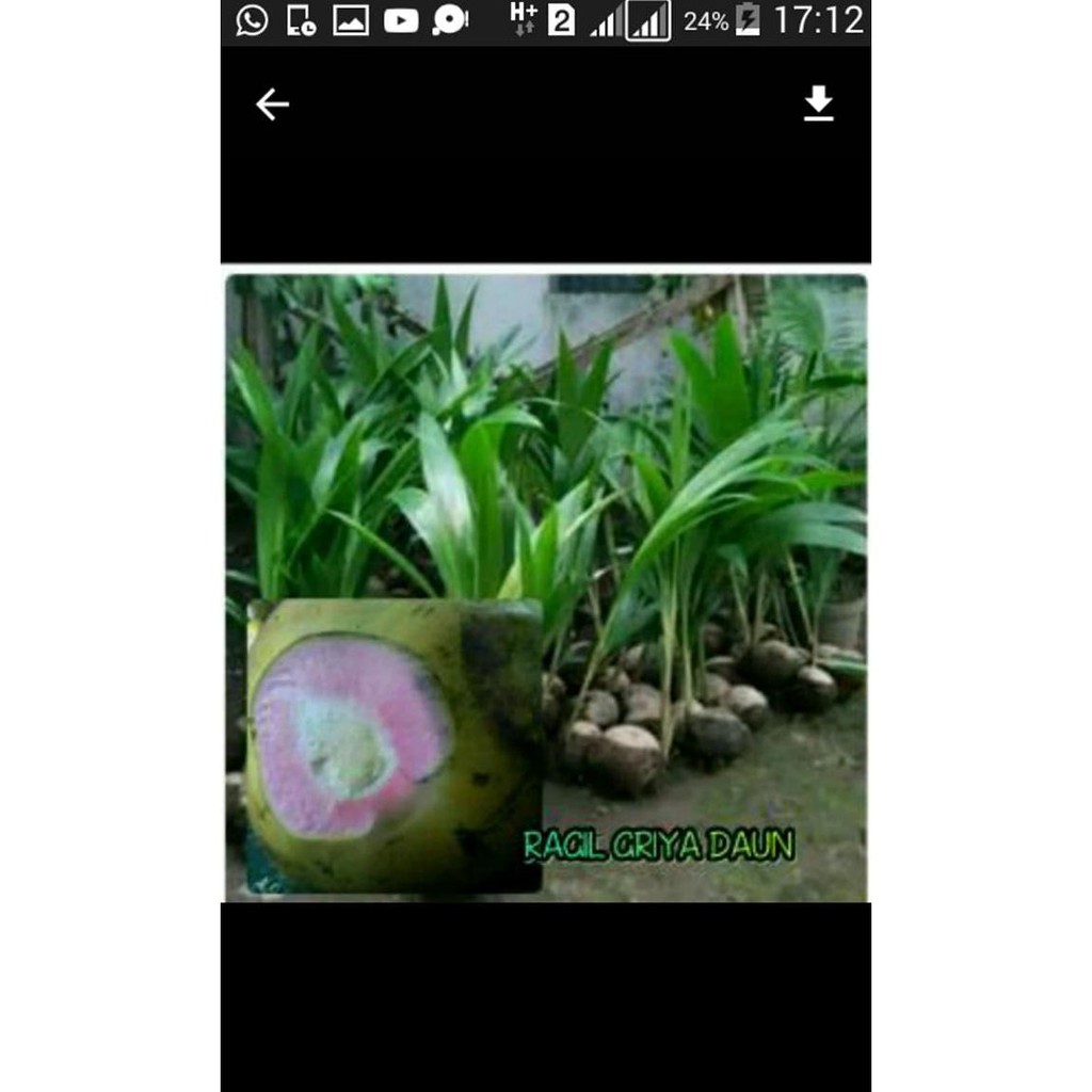 *_@ Bibit Kelapa Hijau Unggul MerAh