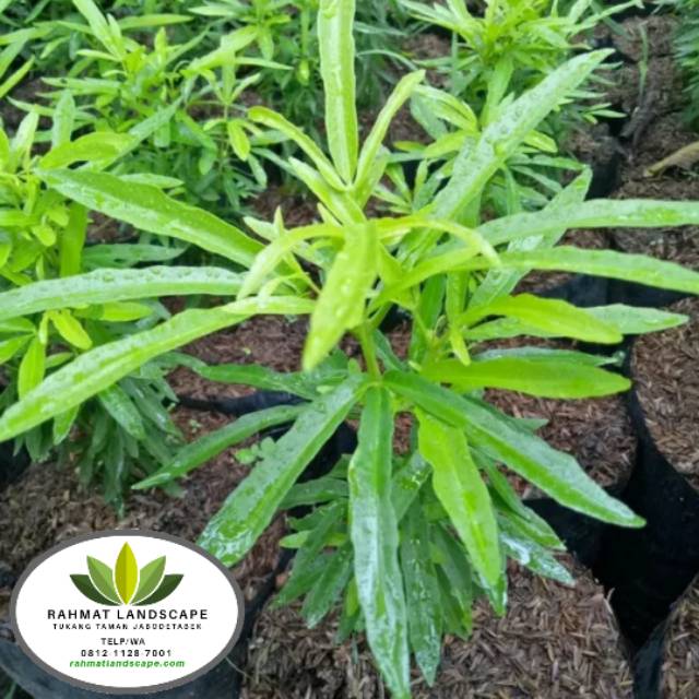 Tanaman pengusir nyamuk / tanaman zodia / pohon zodia pengusir nyamuk / pohon zodia pengusir nyamuk