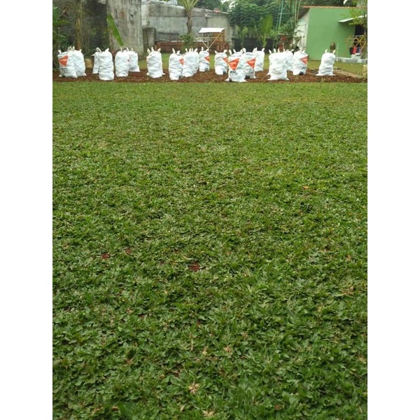 MENJUAL RUMPUT GAJAH MINI UNTUK TAMAN