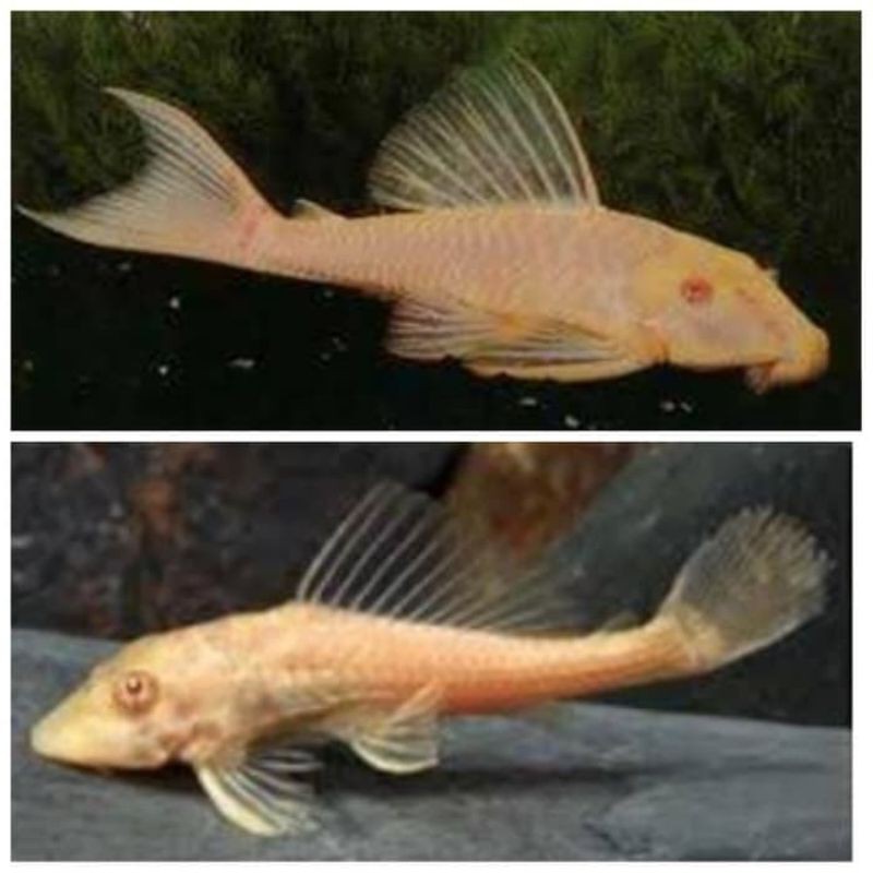 ikan hias sapu sapu Albino