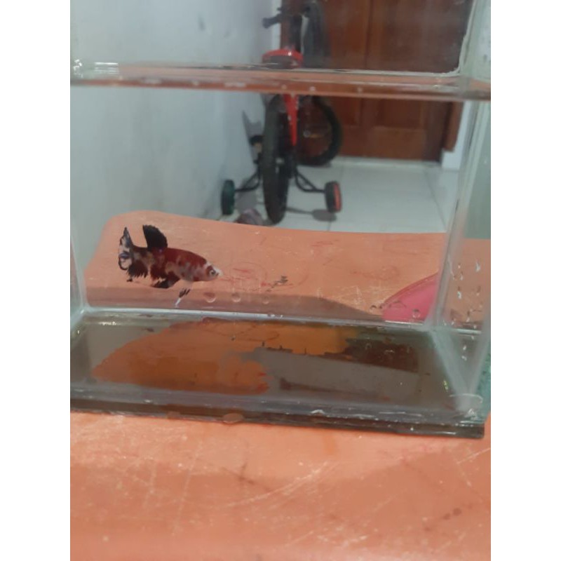 ikan cupang multi warna