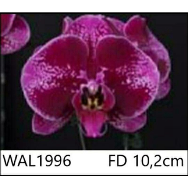 Spike anggrek bulan bunga jumbo import Taiwan super premium bisa cod