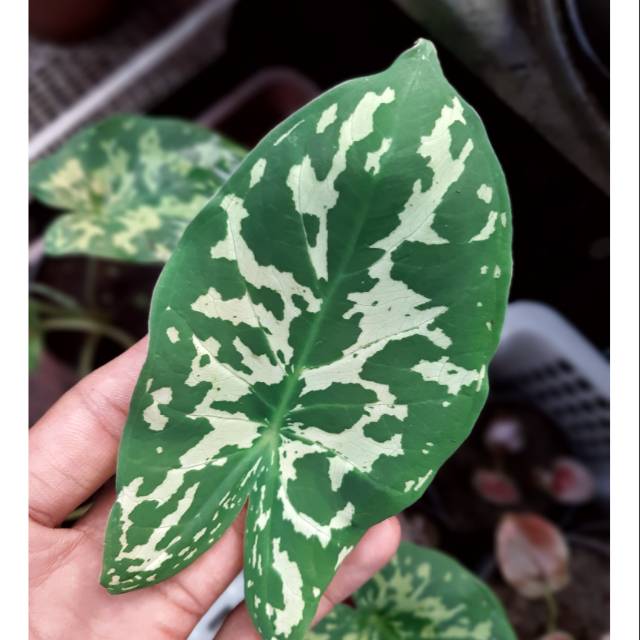 Army Caladium Keladi Kaladi Caladium Import Thailand Talas Lompong Tanaman Hias Bunga Hias Shopee Indonesia