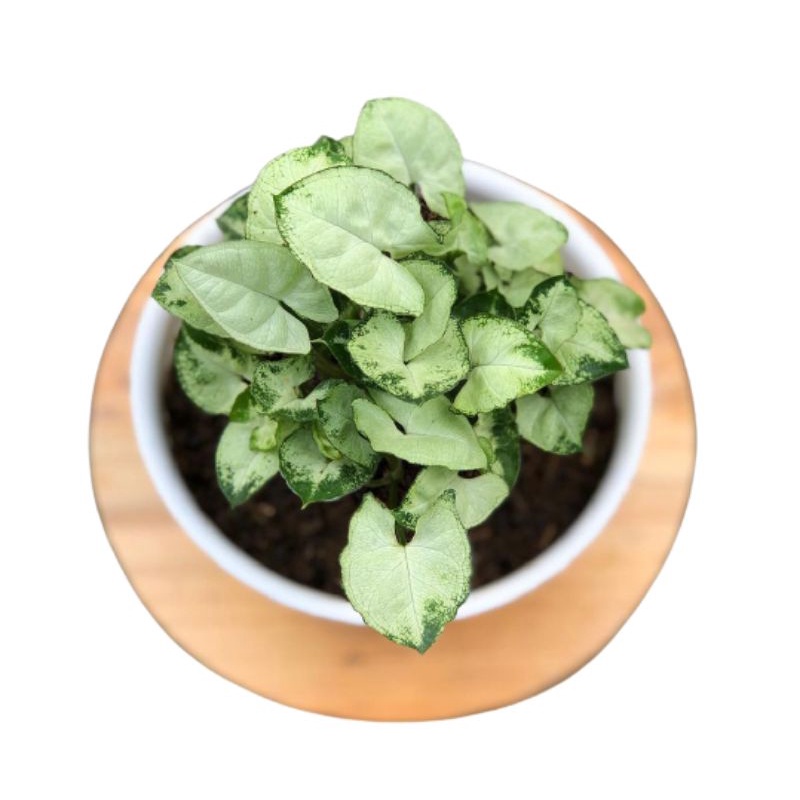 syngonium liliput - tanaman hias syngonium mini - keladi mini - syngonium