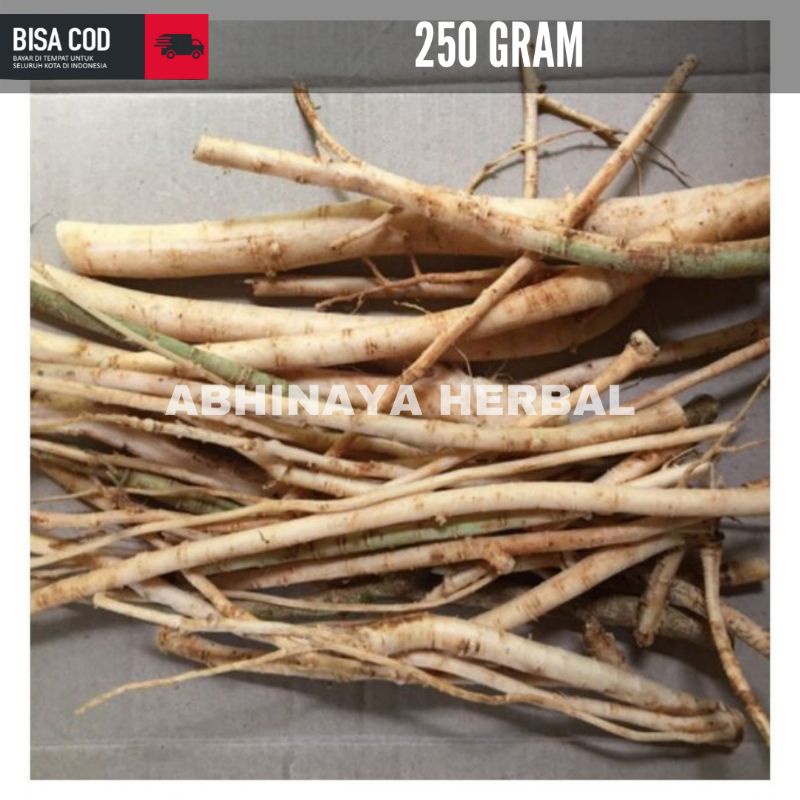

AKAR PEPAYA SEGAR / AKAR GANDUL GEDANG 250 gram