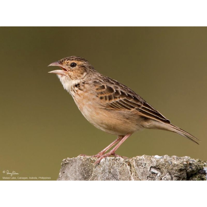 Burung branjangan pilihan jantan