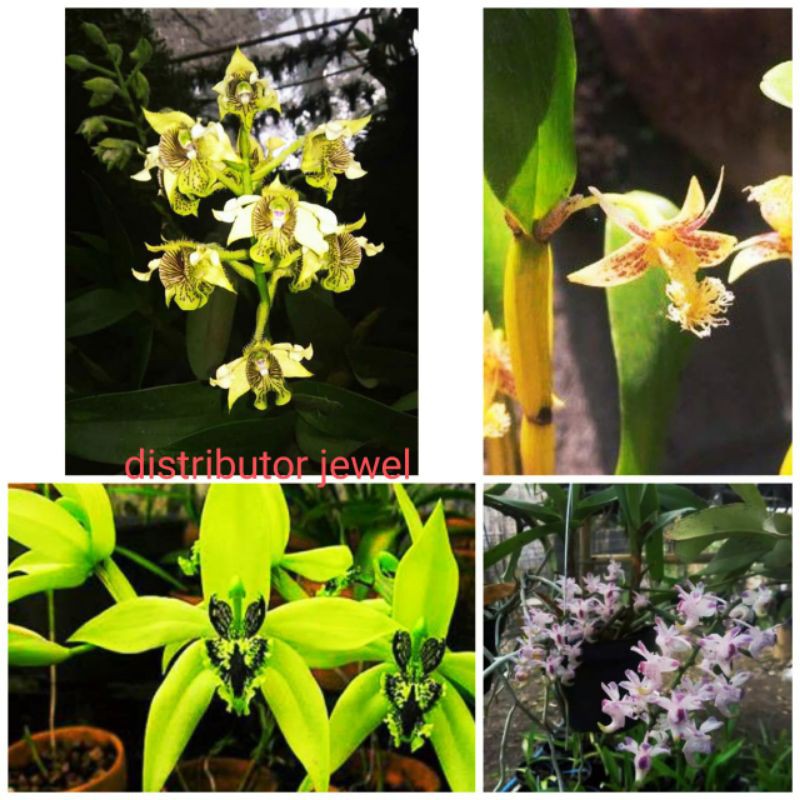 promo paket hemat anggrek sp