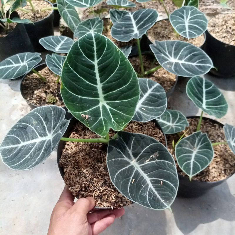 alocasia black Velvet remaja daun besar