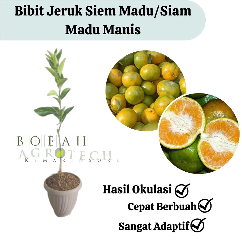 Bibit Tanaman Buah Jeruk Siem Madu Manis/ Jeruk Siam Madu Super