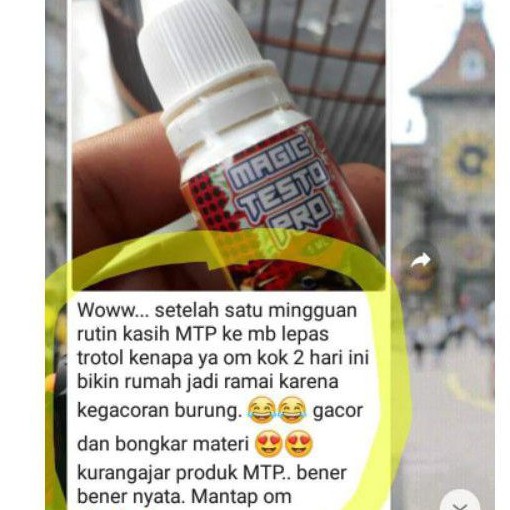 magic testo pro mejik testo pro vitamin lomba dan harian murai kacer cak ijo lovebird dan kenari