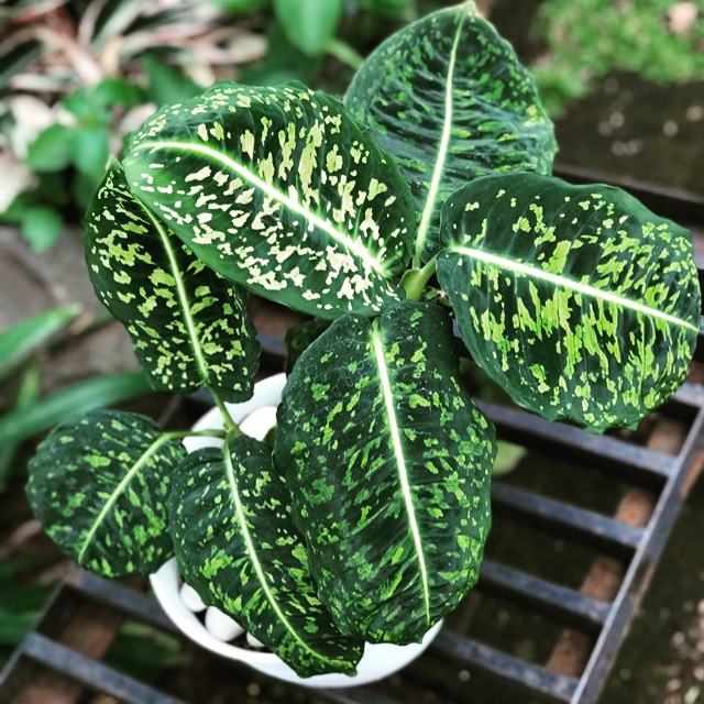 Tanaman Hias Dieffenbachia Reflector - Blanceng Reflector