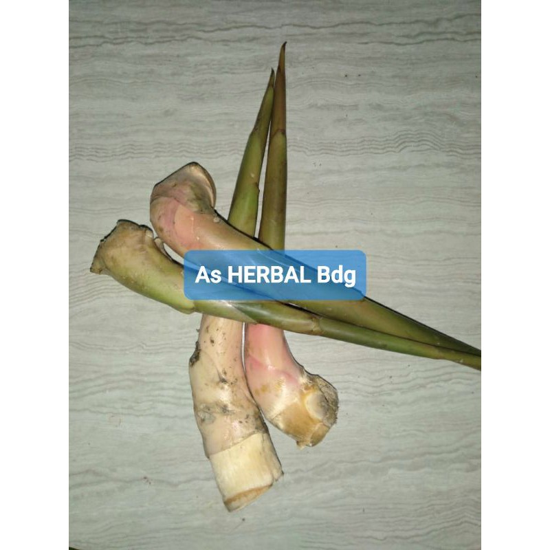 

Jual batang kecombrang atau honje muda / sayuran kecombrang muda 500 gram