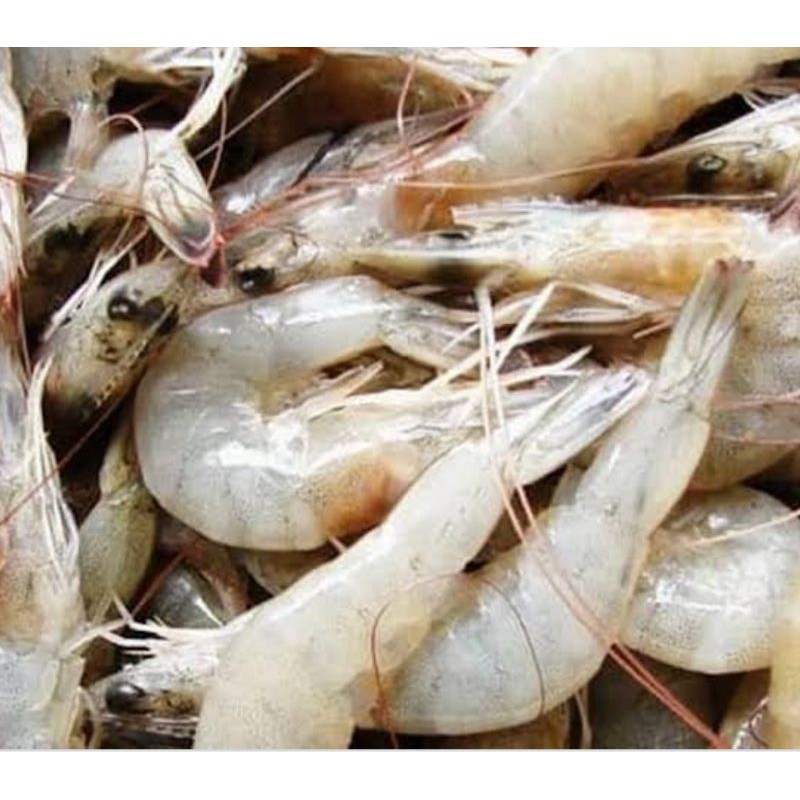 

Udang Segar
