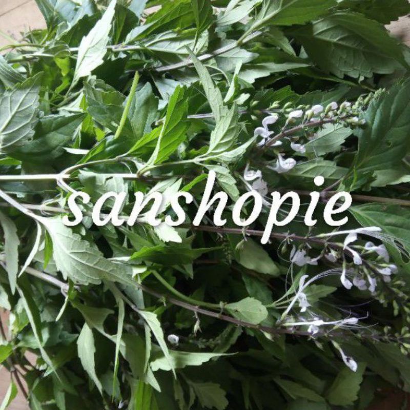 

Paket 300 gram Daun Kumis Kucing Segar