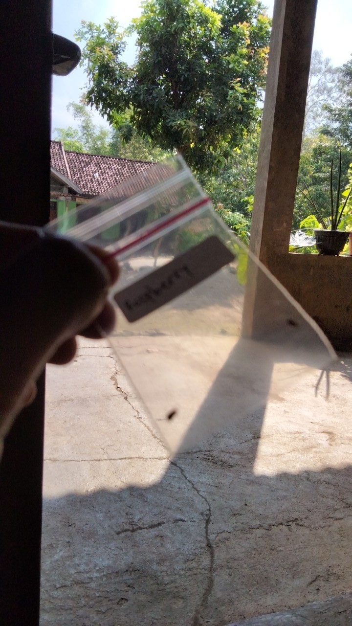 Benih Raspberry Merah Biji Benih Buah-buahan Premium Import Berry Seeds Manis Asli Original