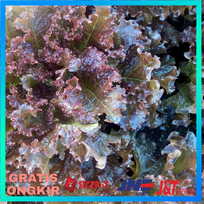 BENIH SELADA BIBIT SELADA BENIH HIDROPONIK BIBIT HIDROPONIK HYDROPONIK BENIH SAYUR BENIH SAYURAN