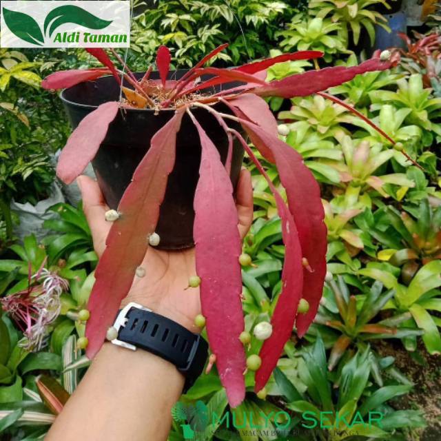 tanaman hias wijaya kusuma tasbih - bibit wijaya kusuma tasbih merah