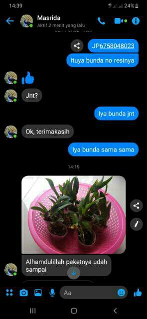 Anggrek Sedling Dendro Hybrid