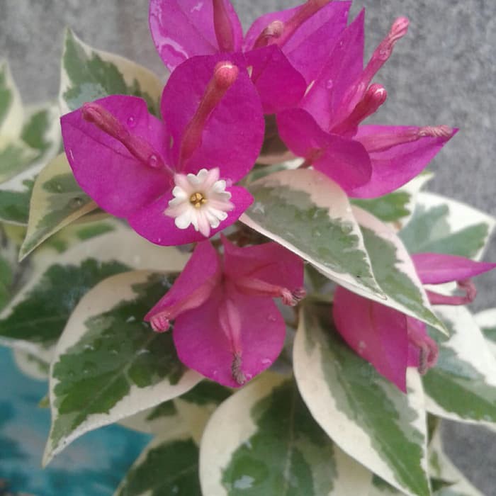 Tanaman Hias Bougenville Singapore Ungu