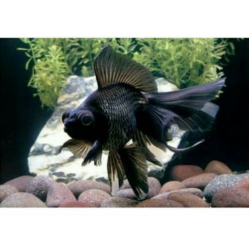 

Ikan koki black more