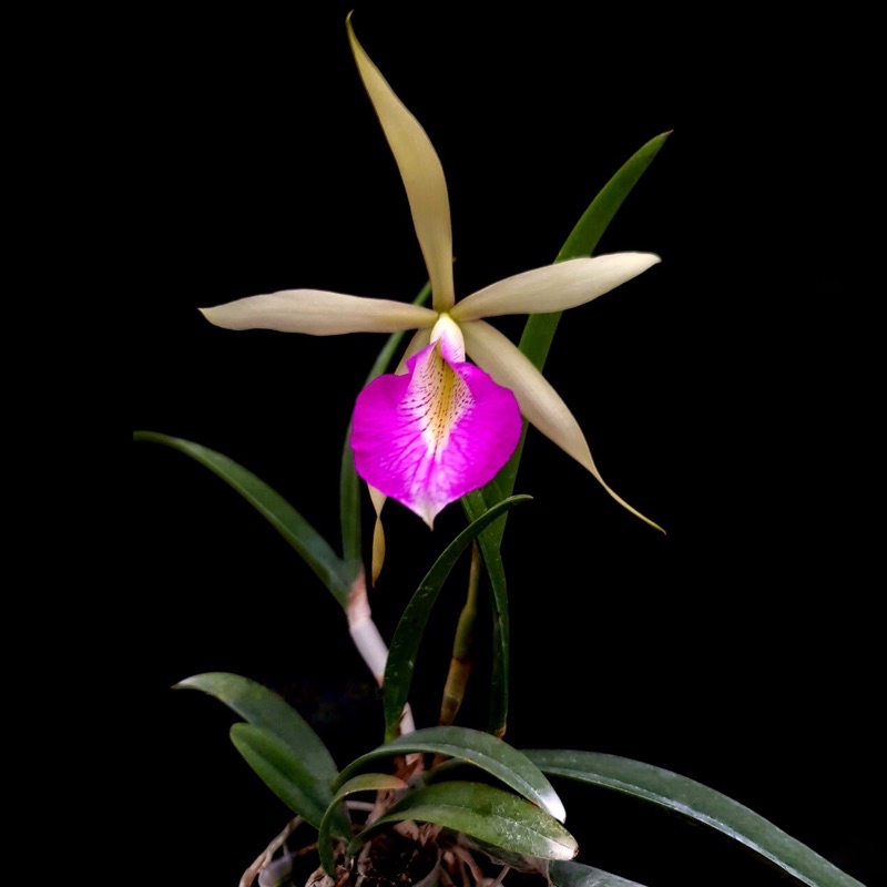 Anggrek Brassocattleya Morning Glory (Remaja dan Seedling)