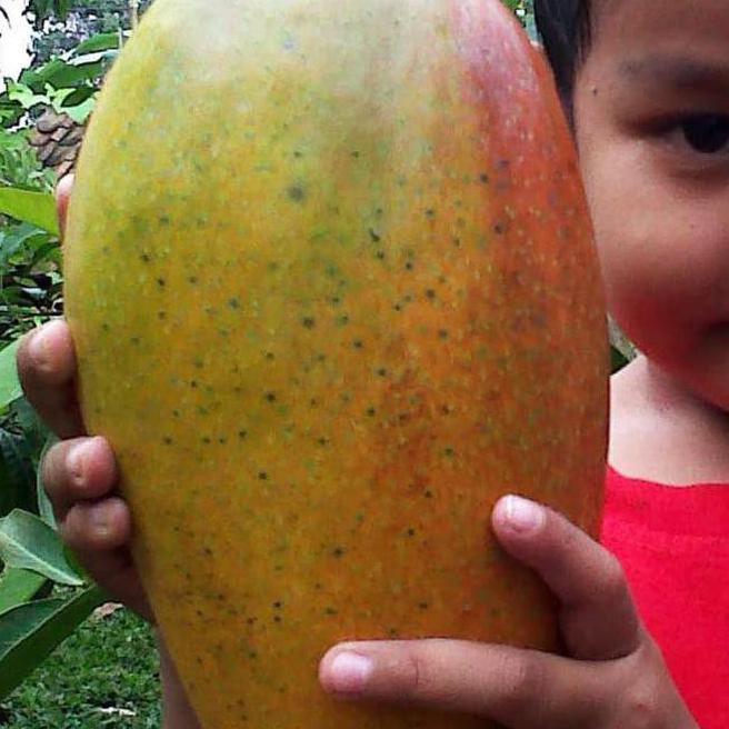 v3t IMP0R BIBIT TANAMAN BUAH MANGGA KIO JAY (KIOJAY) 70 CM K7I PR0DUK