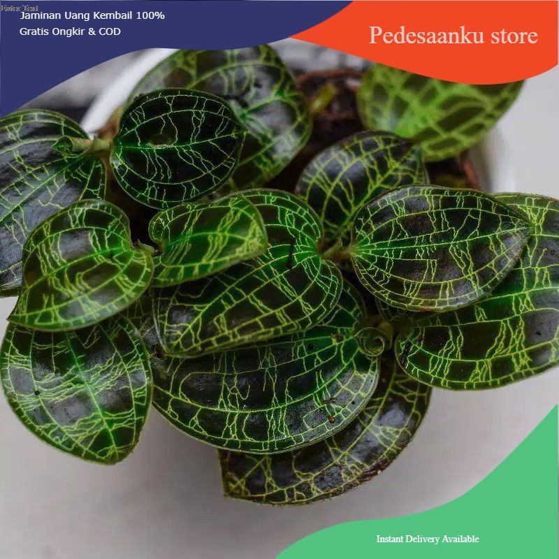 jewel orchid macodes petola