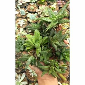 paket haworthia aloe dan gasteria 10pcs