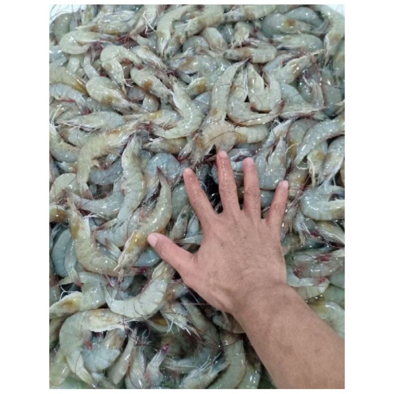 

udang vaname 1kg isi 90-100 udang vannamei